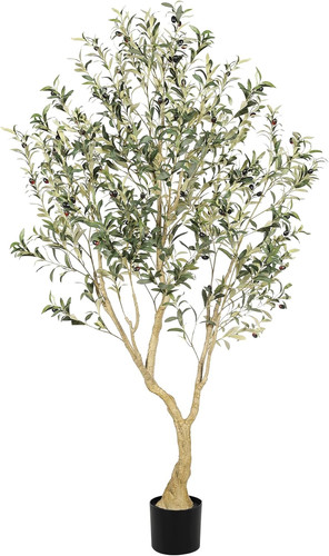 Olive tree 6ft - 6ft,